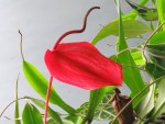 Anthurium scherzerianum 'Flamingo Flower'