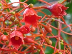 Brachychiton acerifolius 'Flame Tree'