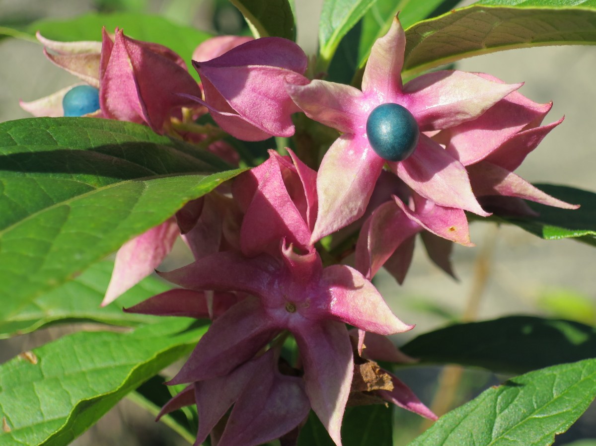 Clerodendrum fortunatum 'Glorybower'