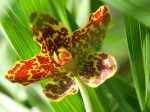 Grammatophyllum speciosum 'Tiger Orchid'