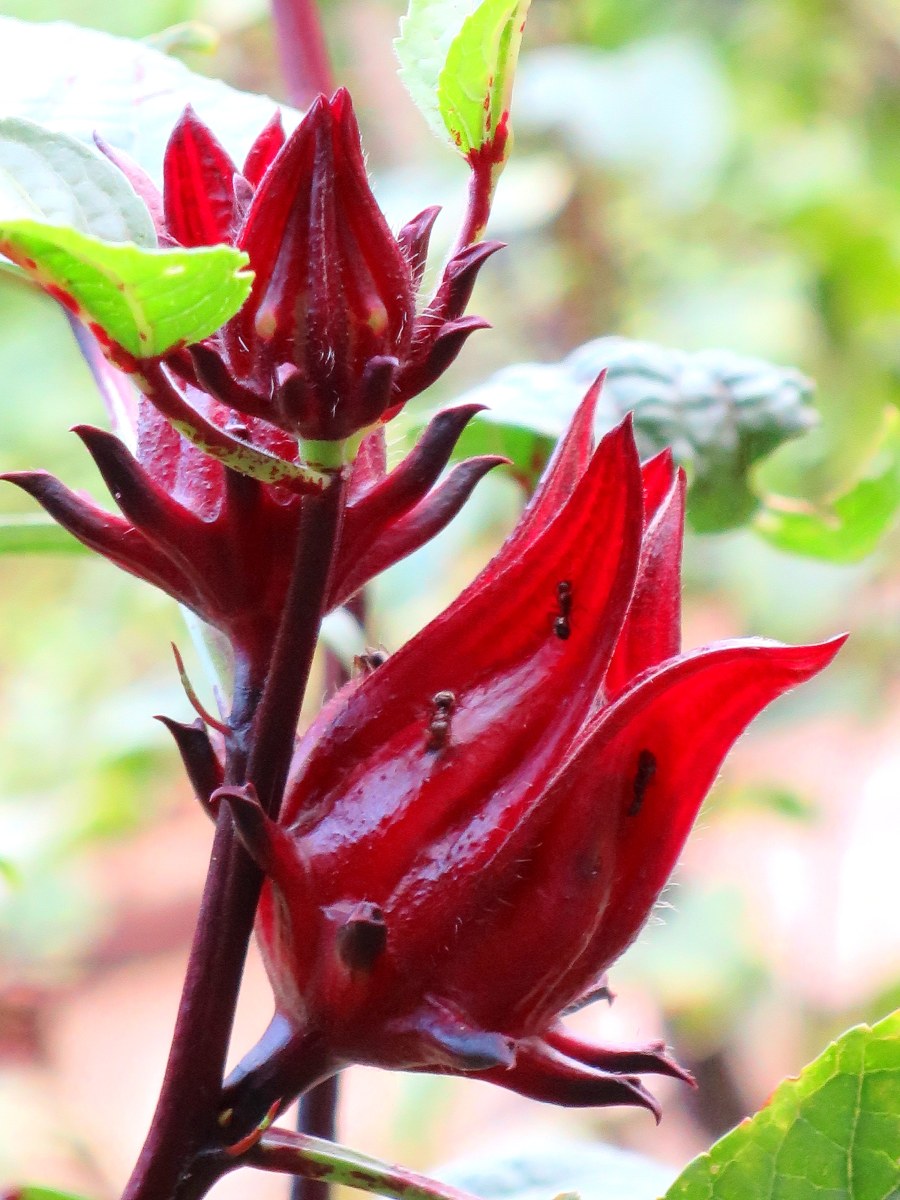 Hibiscus sabdariffa Linn. 'Rozelle'
