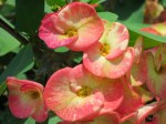 Euphorbia x lomi 'Crown-of-thorns'