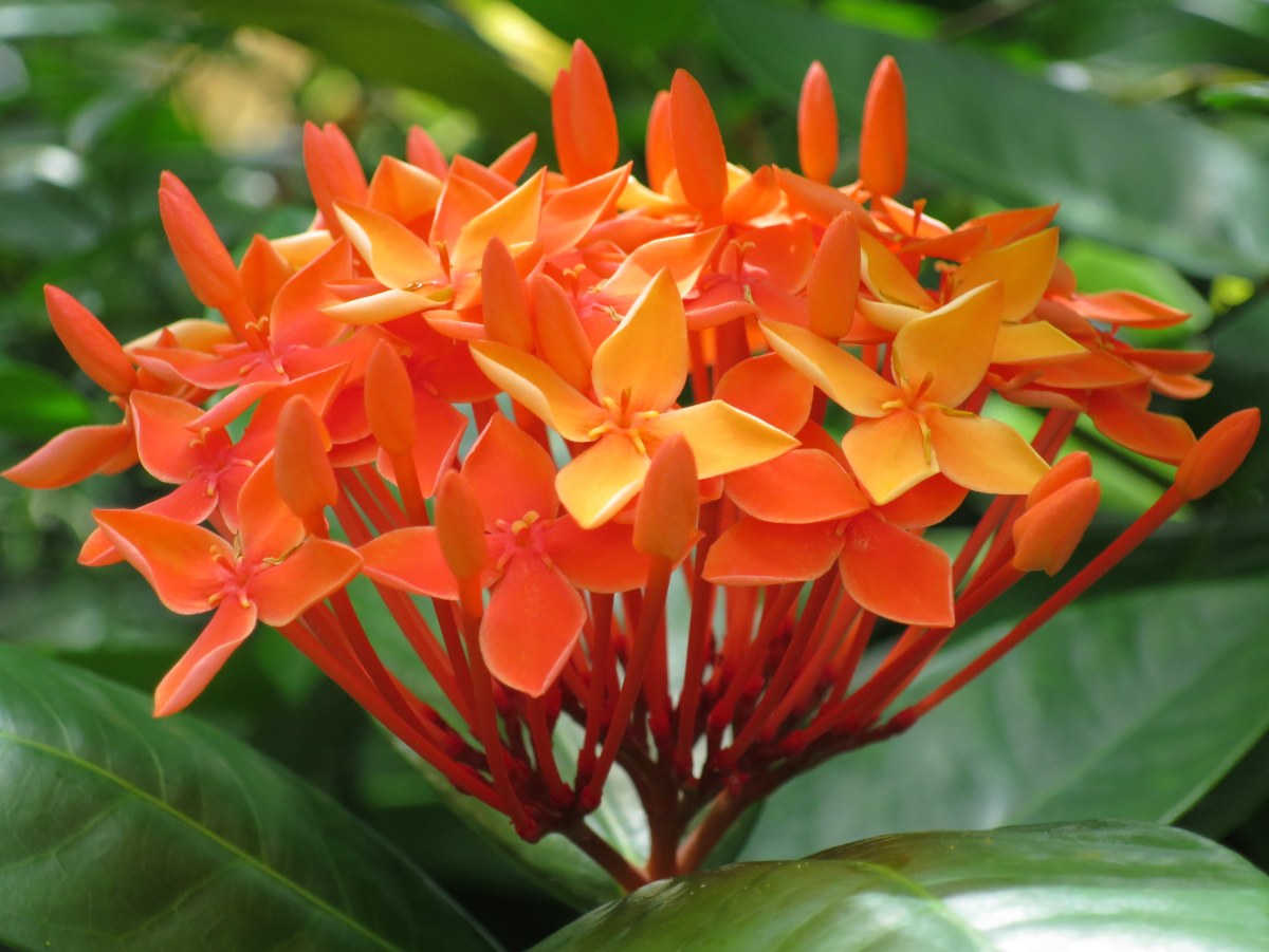 Ixora Siamensis