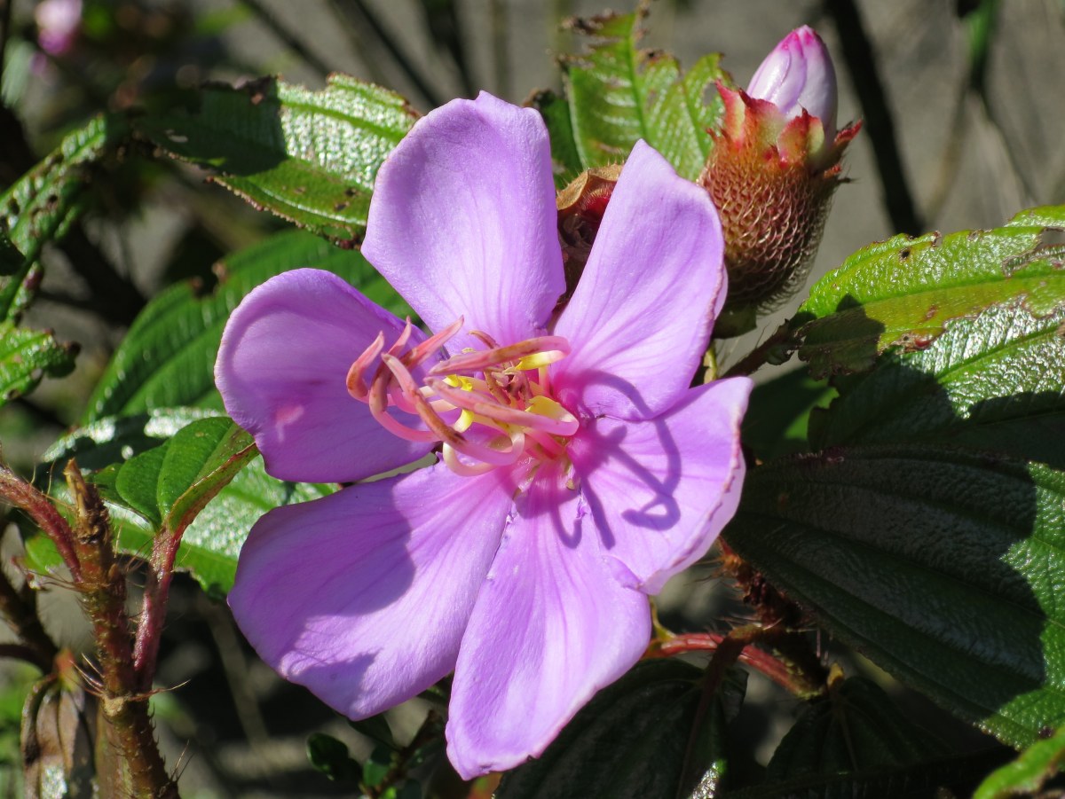 Melastoma sanguineum 'Blood-red Melastoma'