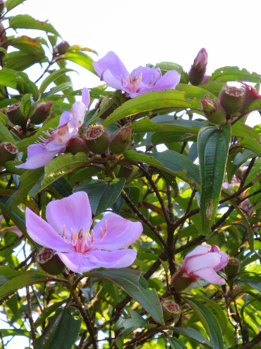 Melastoma sanguineum 'Blood-red Melastoma'