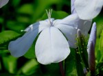 Plumbago auriculata 'Cape Leadwort'