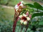 Strophanthus preussii 'Corkscrew Flower'