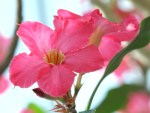 Adenium obesum 'Desert Rose' (1)