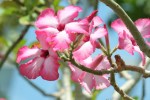 Adenium obesum 'Desert Rose' (2)