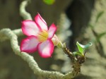 Adenium obesum 'Desert Rose' (3)
