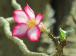 Adenium obesum 'Desert Rose'