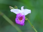 Arundina graminifolia 'Bamboo Orchid'