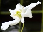 Clematis montana