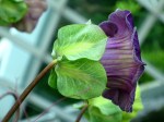 Cobea scandens 'Mexican Ivy'