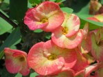 Euphorbia x lomi ‘Crown-of-thorns’