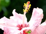 Hibiscus rosa-sinensis 'Dorothy Brady' (Pink)