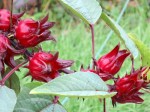 Hibiscus sabdariffa Linn. ‘Rozelle’