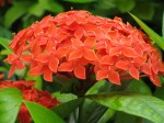 Ixora Siamensis