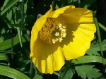 Meconopsis cambrica ‘Welsh Poppy’