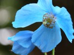 Meconopsis grandis ‘Branklyn’