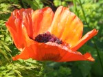 Papaver orientale ‘Allegro Viva’