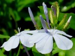 Plumbago auriculata ‘Cape Leadwort’