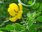 Senna pendula var. glabrata