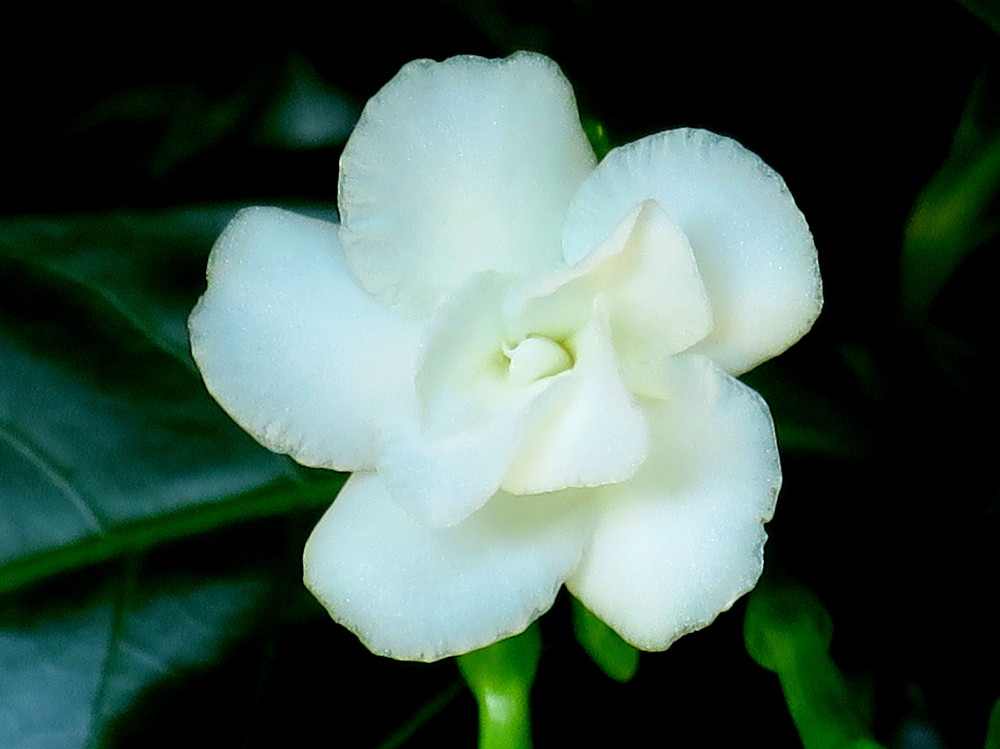 Tabernaemontana corymbosa 'Flore Pleno'