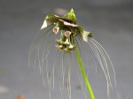 Tacca chantrieri ‘Cat’s Whiskers’