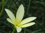 Zephyranthes candida ‘Fairy Lily’
