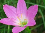 Zephyranthes rosea ‘Rain Lily’