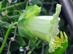 Cobaea scandens alba 'Cathedral Bells'
