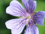 Geranium renardii 'Philippe Vapelle'