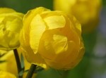 Globeflower 'Trollius Europaeus'