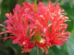 Hibiscus schizopetalus 'Japanese Lantern'