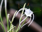 Hymenocallis speciosa 'Green-tinge Spiderlily' 