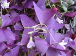 Oxalis regnellii 'Francis' (or 'Purple Shamrock')