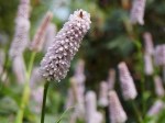 Persicaria bistorta 'Superba'