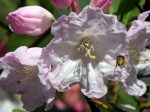 Rhododendron 'Kimberly'