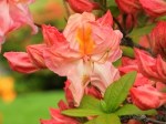 Rhododendron 'Strawberry Ice'