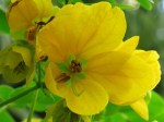 Senna surattensis 'Sunshine Tree'