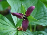 Trillium erectum