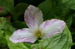 Trillium grandiflorum