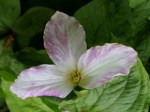 Trillium grandiflorum
