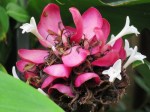 Alpinia purpurata 'Double Red'