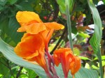Canna 'Bengal Tiger'
