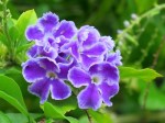 Duranta repens 'Sweet Memory'