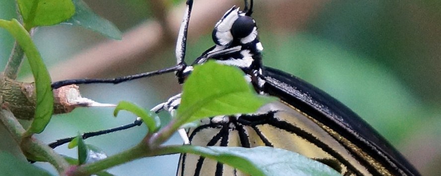 愛丁堡之旅-Edinburgh Butterfly & Insect World (4)