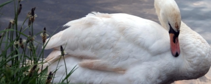 愛丁堡之旅 (5) – Holyrood Park