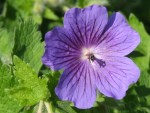 Geranium × magnificum 'Purple Cranesbill'